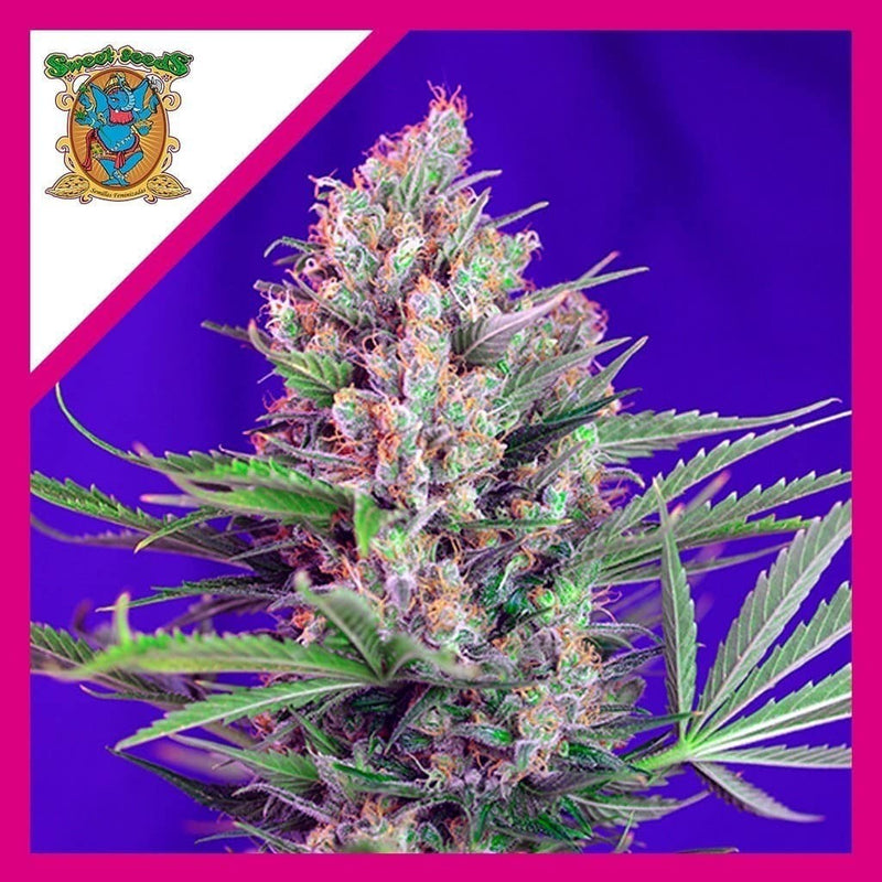 CREAM MANDARINE F1 FEM X3+1-SWEET SEEDS (DS)