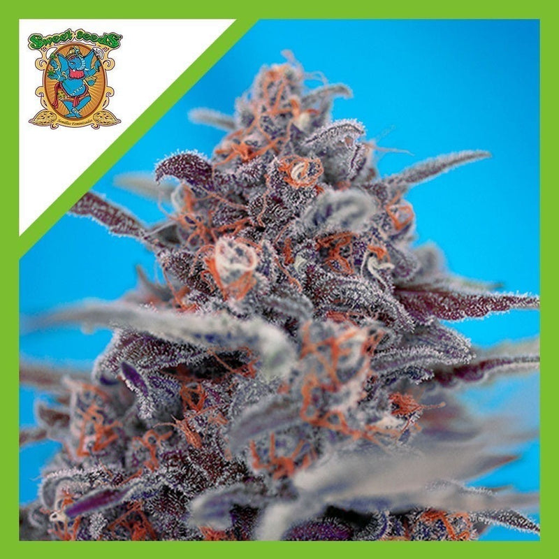 DEVIL CREAM AUTO X3+1-SWEET SEEDS (DS)