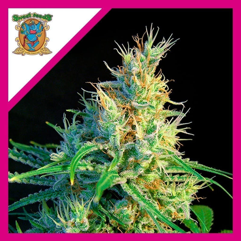 PSICODELICIA SWEET FEM X3+1-SWEET SEEDS (DS)