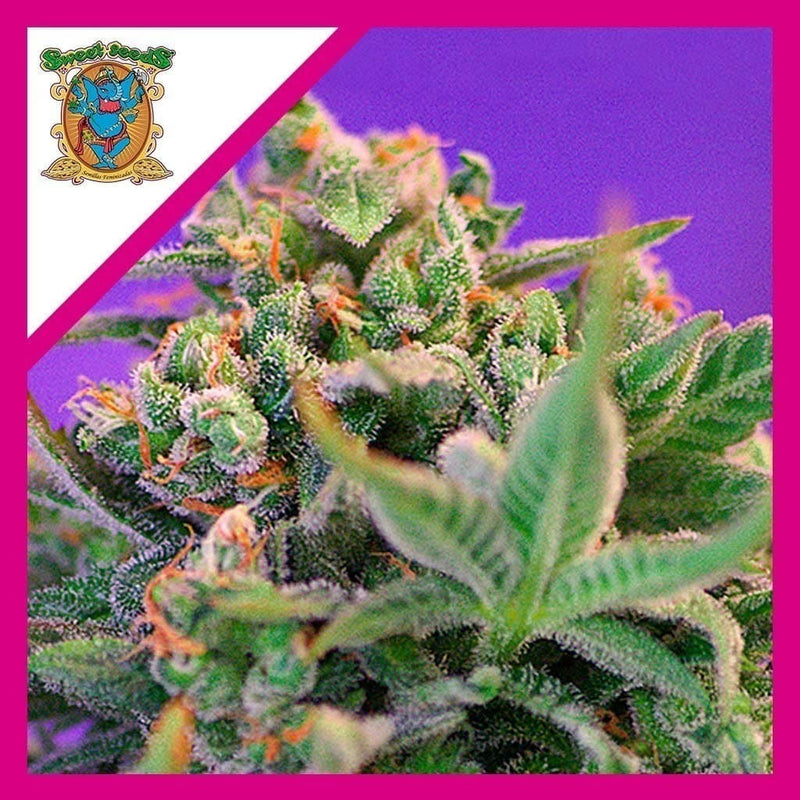 SWEET CHEESE FEM X3+1-SWEET SEEDS (DS)