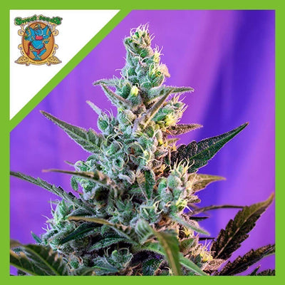 SWEET SKUNK AUTO X3+1-SWEET SEEDS (DS)