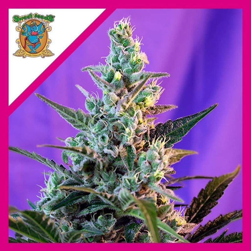 SWEET SKUNK F1 FEM X3+1-SWEET SEEDS (DS)