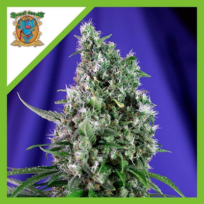 SWEET TRAINWRECK AUTO X3+1-SWEET SEEDS (DS)