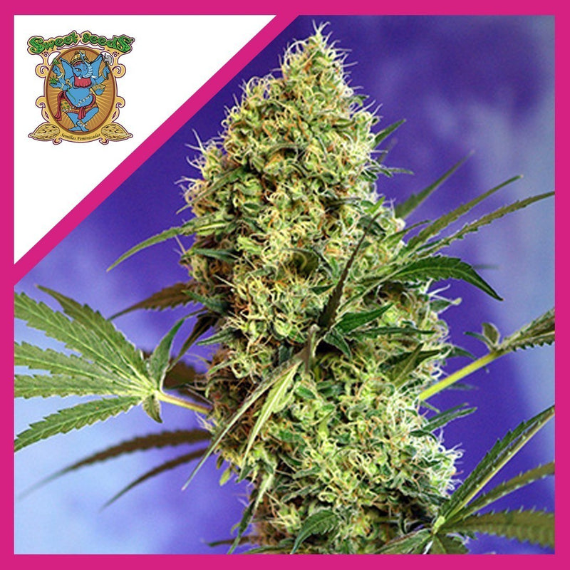 BIG DEVIL F1 FEM X3+1-SWEET SEEDS (DS)