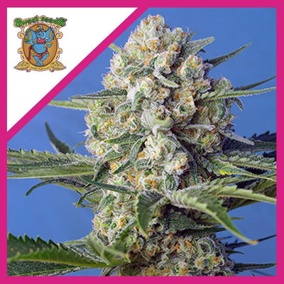 CRYSTAL CANDY F1 FEM X3+1-SWEET SEEDS (DS)