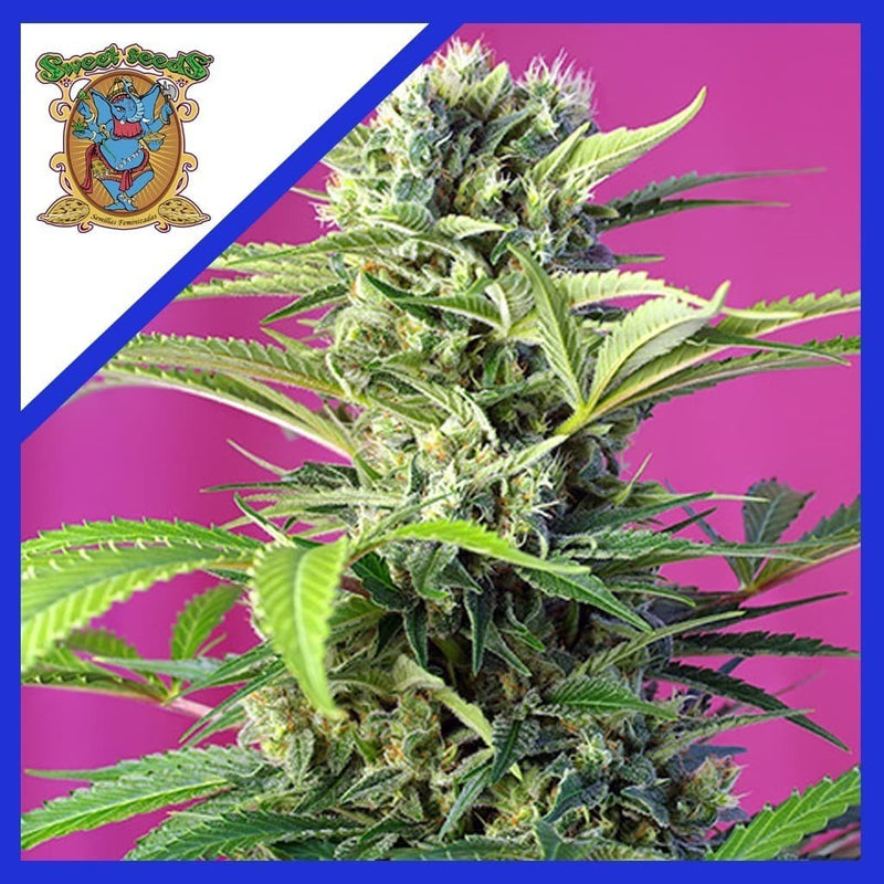 CHEM BEYOND DISEL  CBD FEM X3+1-SWEET SEEDS (DS)