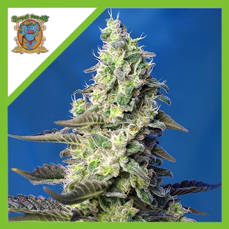 GREEN POISON XL AUTO X3+1-SWEET SEEDS (DS)