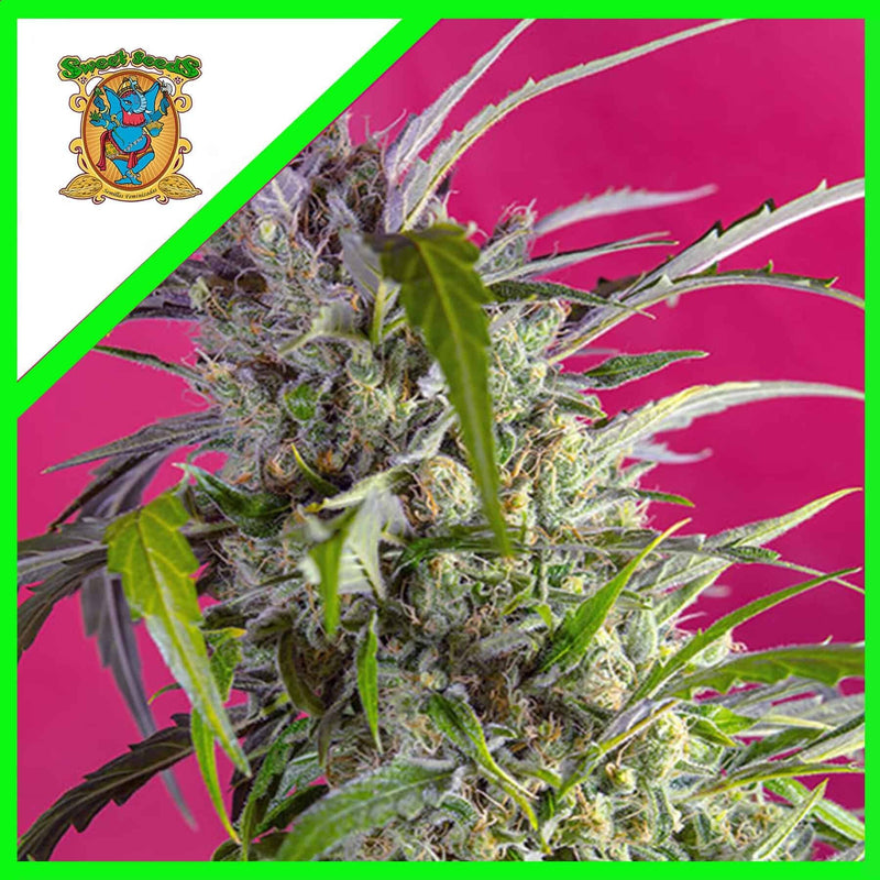 CRYSTAL CANDY AUTO X3+1-SWEET SEEDS (DS)