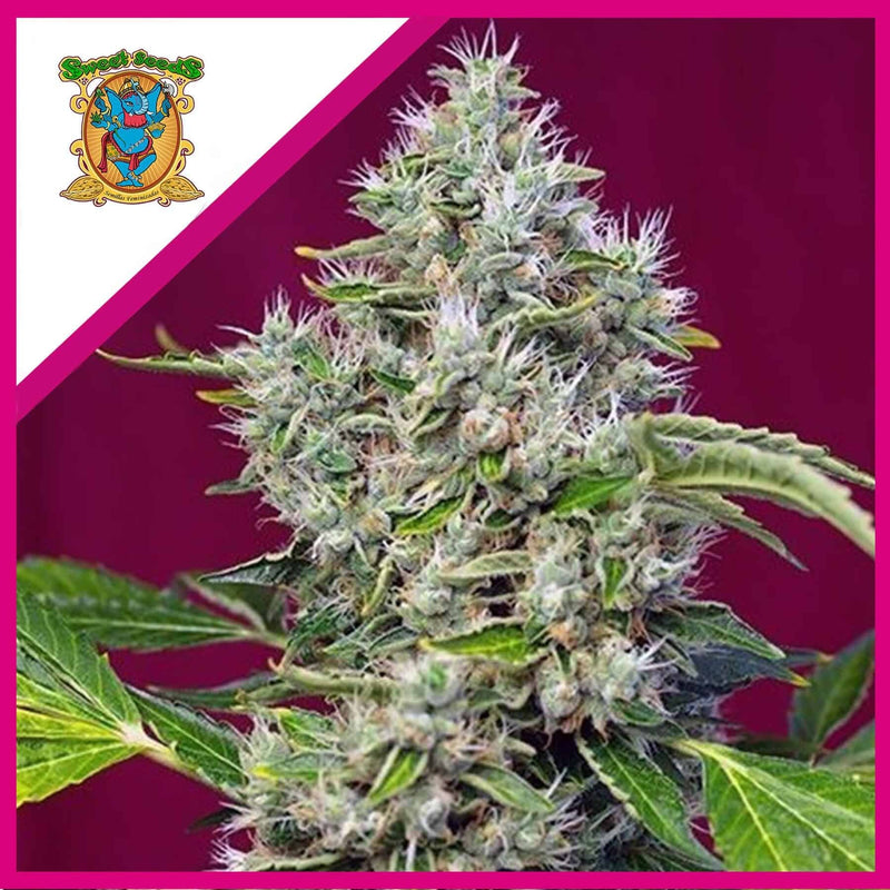 SAN FERNANDO LEMON KUSH FEM X3+1-SWEET SEEDS (DS)