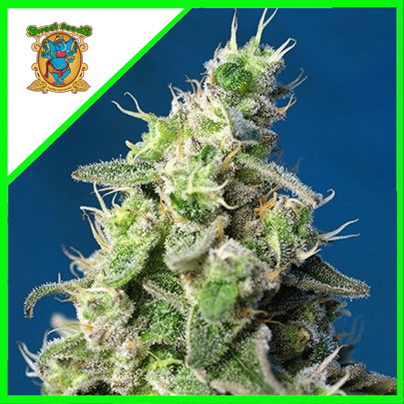 CHEESE XL AUTO X3+1-SWEET SEEDS (DS)
