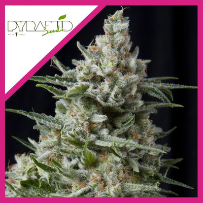 ANESTHESIA FEM X3+1-PYRAMID SEEDS (DS)