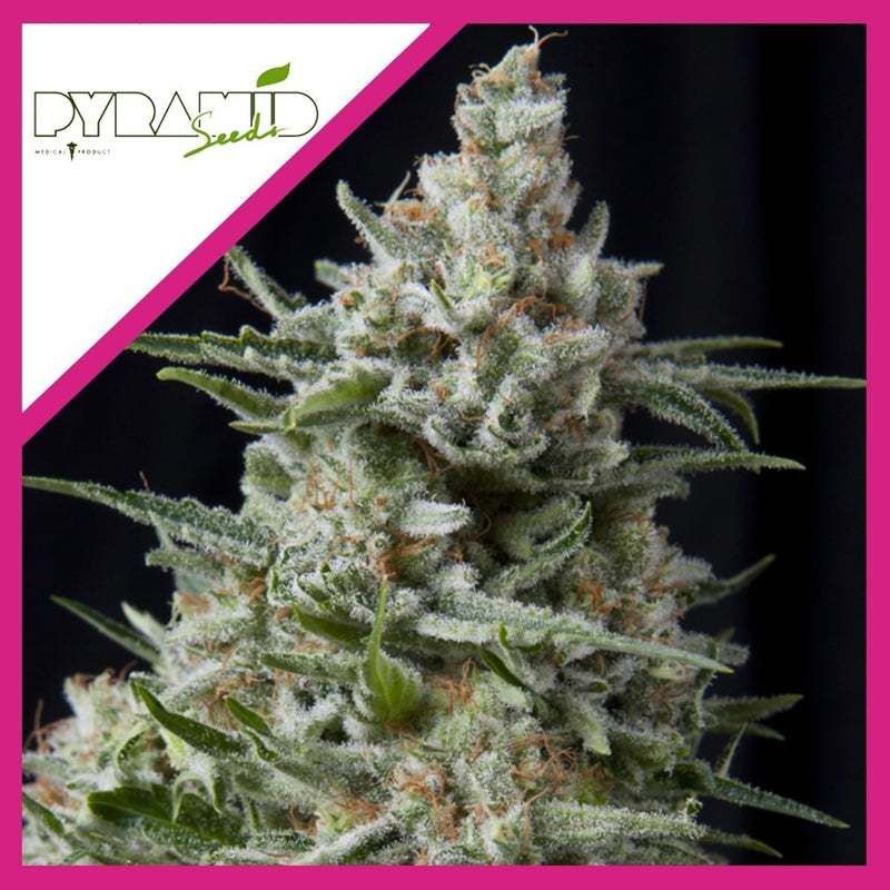 ANESTHESIA FEM X3+1-PYRAMID SEEDS (DS)