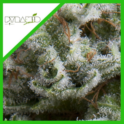 ANESTHESIA AUTO X3+1-PYRAMID SEEDS (DS)