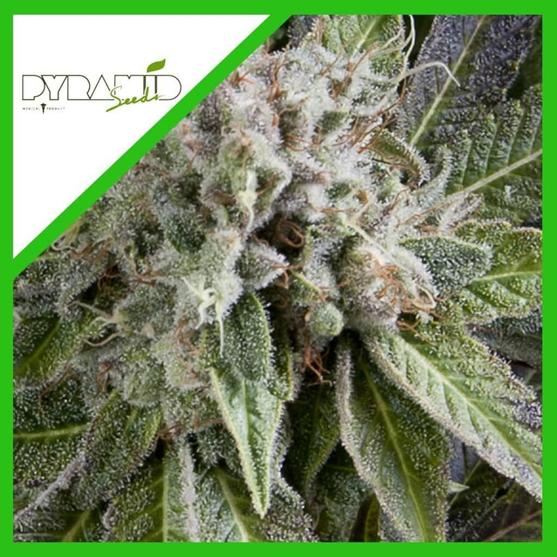 BLUE PYRAMID AUTO X3+1-PYRAMID SEEDS (DS)