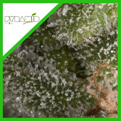 FRESH CANDY AUTO X3+1-PYRAMID SEEDS (DS)