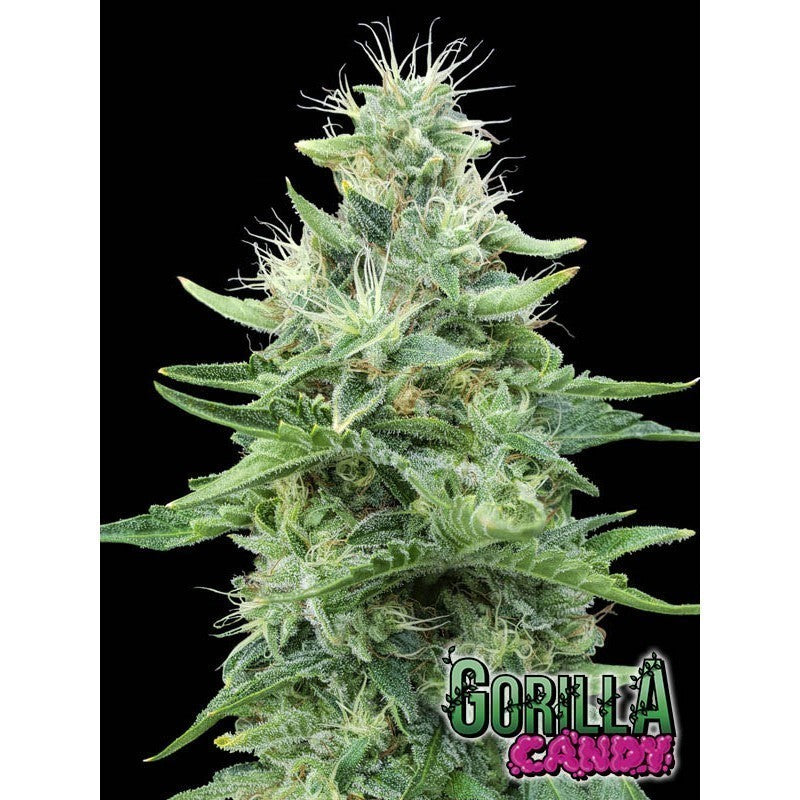 GORILLA CANDY FEM X3+1-EVA SEEDS (DS)