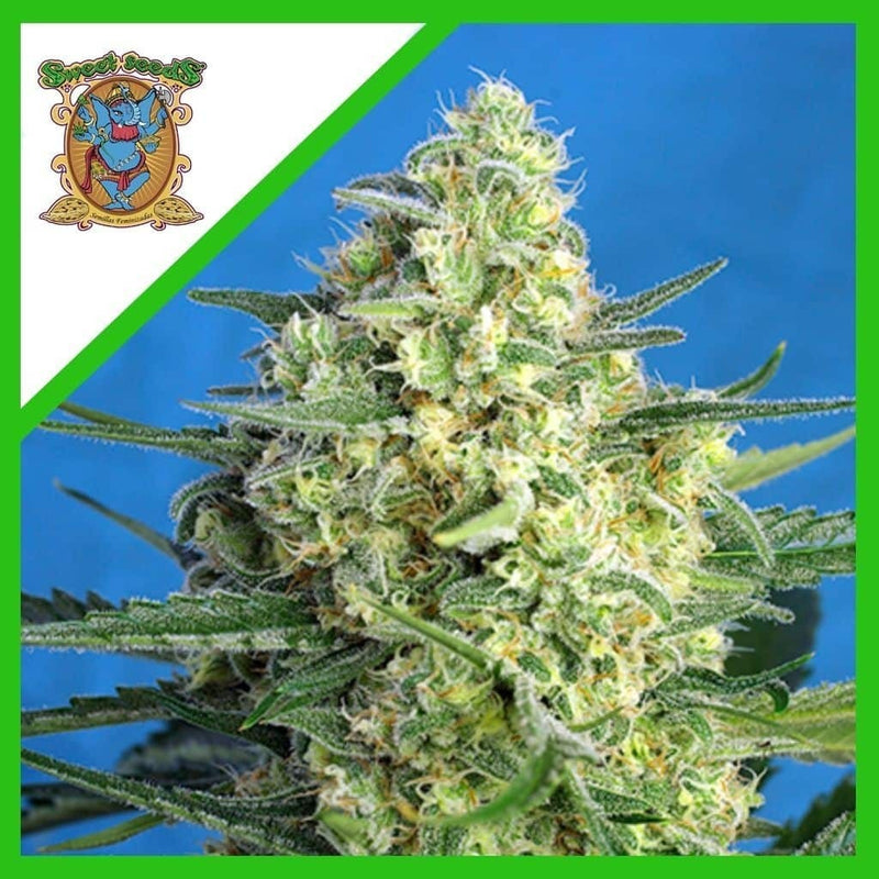 JACK 47 XL AUTO X5+2-SWEET SEEDS (DS)