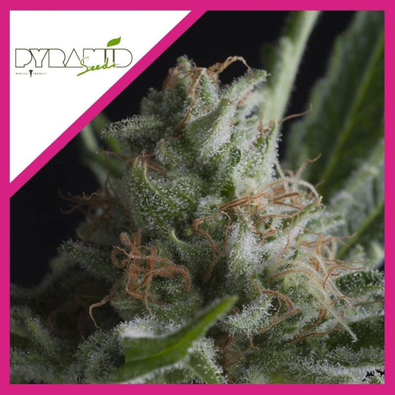 SHARK FEM X3+1-PYRAMID SEEDS (DS)