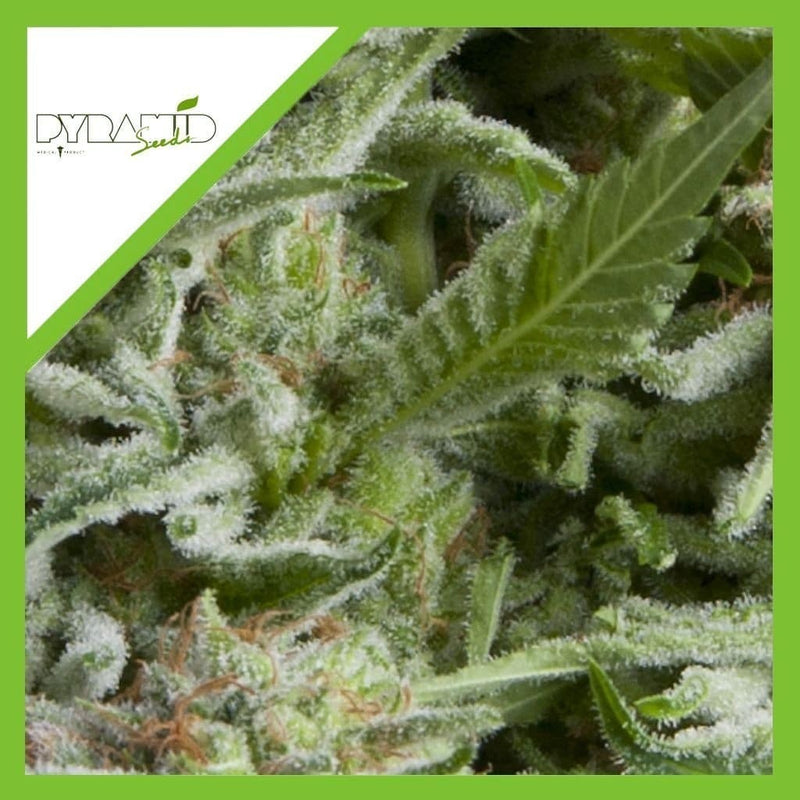 ALPUJARREÑA AUTO X3+1-PYRAMID SEEDS (DS)