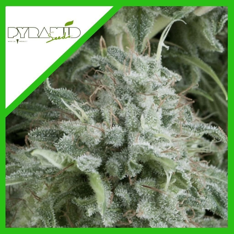 ANUBIS AUTO X3+1-PYRAMID SEEDS (DS)