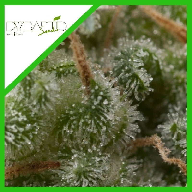 SUPER HASH AUTO X3+1-PYRAMID SEEDS (DS)