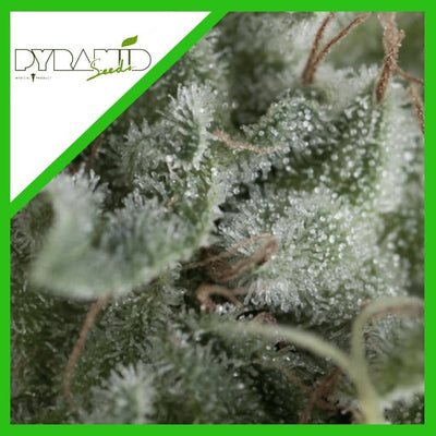 NEFERTITI AUTO X3+1-PYRAMID SEEDS (DS)