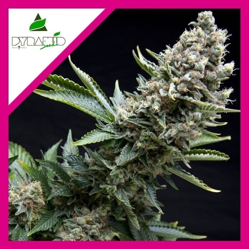 NEW YORK CITY FEM X3+1-PYRAMID SEEDS (DS)