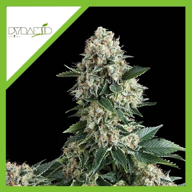 NEW YORK CITY AUTO X3+1-PYRAMID SEEDS (DS)