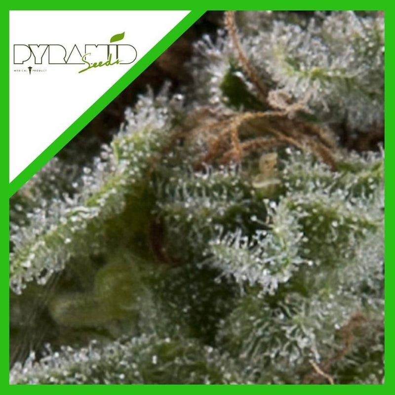LENNON AUTO X3+1-PYRAMID SEEDS (DS)