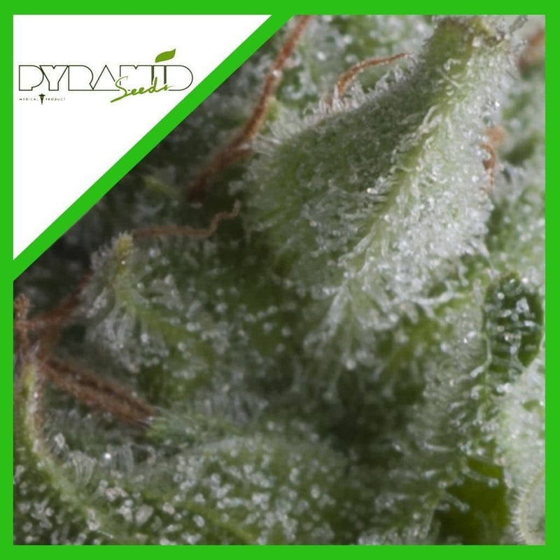 SHARK AUTO X3+1-PYRAMID SEEDS (DS)