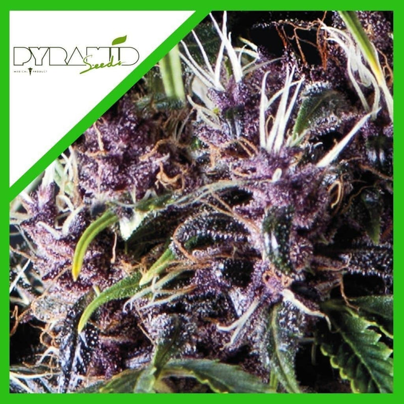 PURPLE AUTO X3+1-PYRAMID SEEDS (DS)