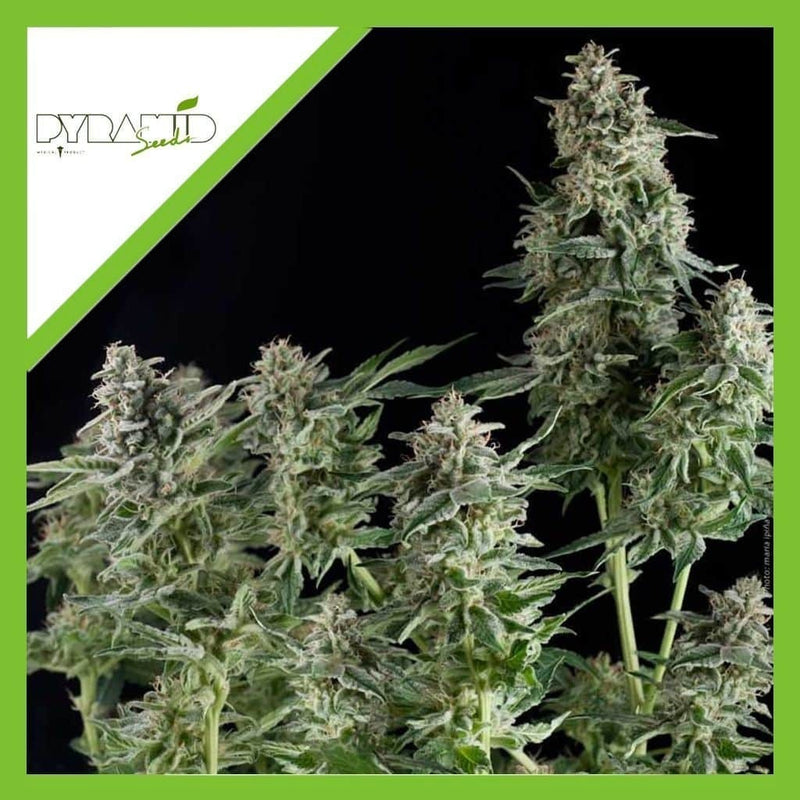 NORTHERN LIGHTS AUTO X3+1-PYRAMID SEEDS (DS)