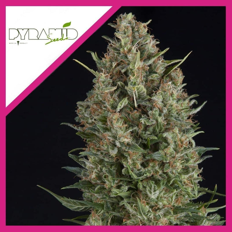 WEMBLEY FEM X3+1-PYRAMID SEEDS (DS)