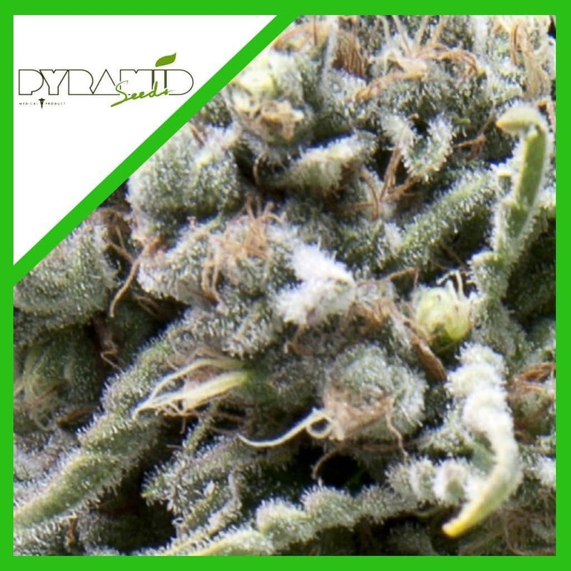 WHITE WIDOW AUTO X3+1-PYRAMID SEEDS (DS)