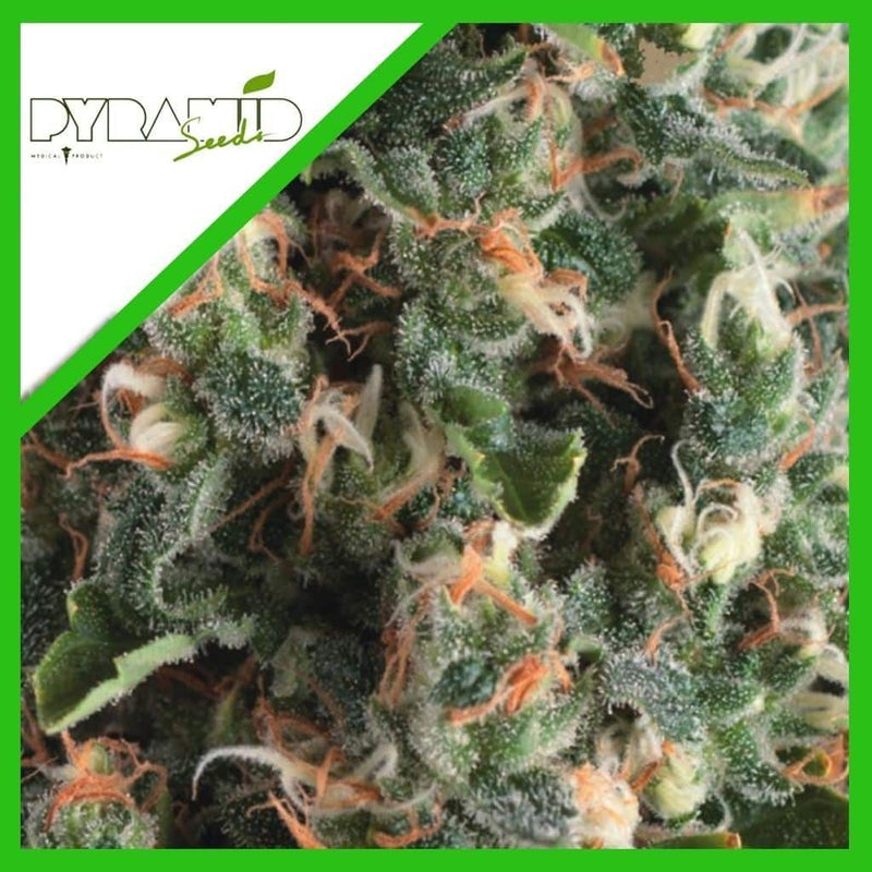 SUPER OG KUSH AUTO X3+1-PYRAMID SEEDS (DS)