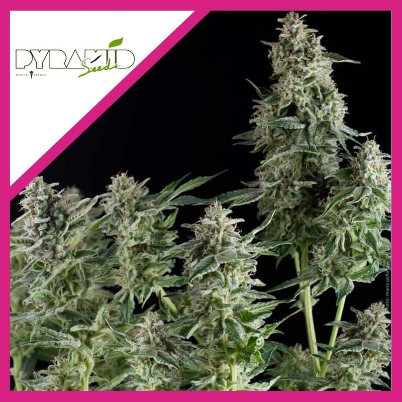 OLYMPIA FEM X3+1-PYRAMID SEEDS (DS)