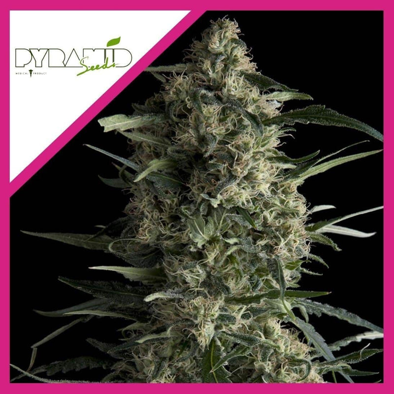 GALAXY FEM X3+1-PYRAMID SEEDS (DS)