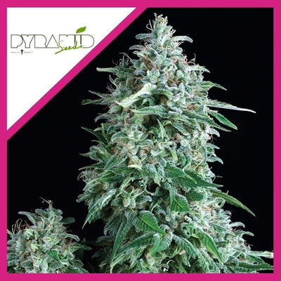 ANUBIS FEM X3+1-PYRAMID SEEDS (DS)