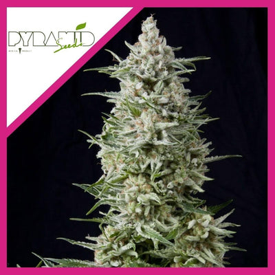 AMNESIA GOLD FEM X3+1-PYRAMID SEEDS (DS)