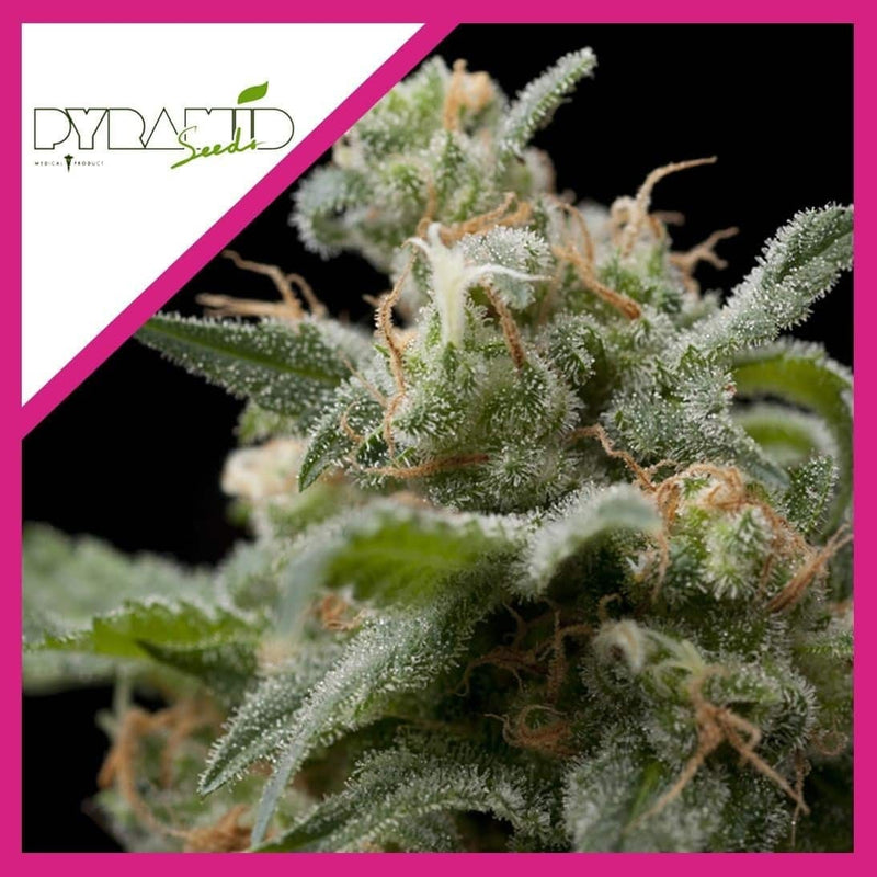 SUPER HASH FEM X3+1-PYRAMID SEEDS (DS)