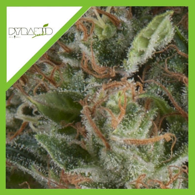 WEMBLEY AUTO X3+1-PYRAMID SEEDS (DS)