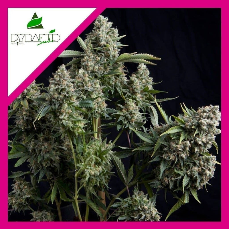 TUTANKHAMON FEM X3+1-PYRAMID SEEDS (DS)