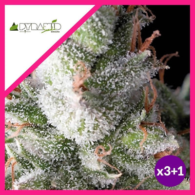 RAMSES FEM X3+1-PYRAMID SEEDS (DS)