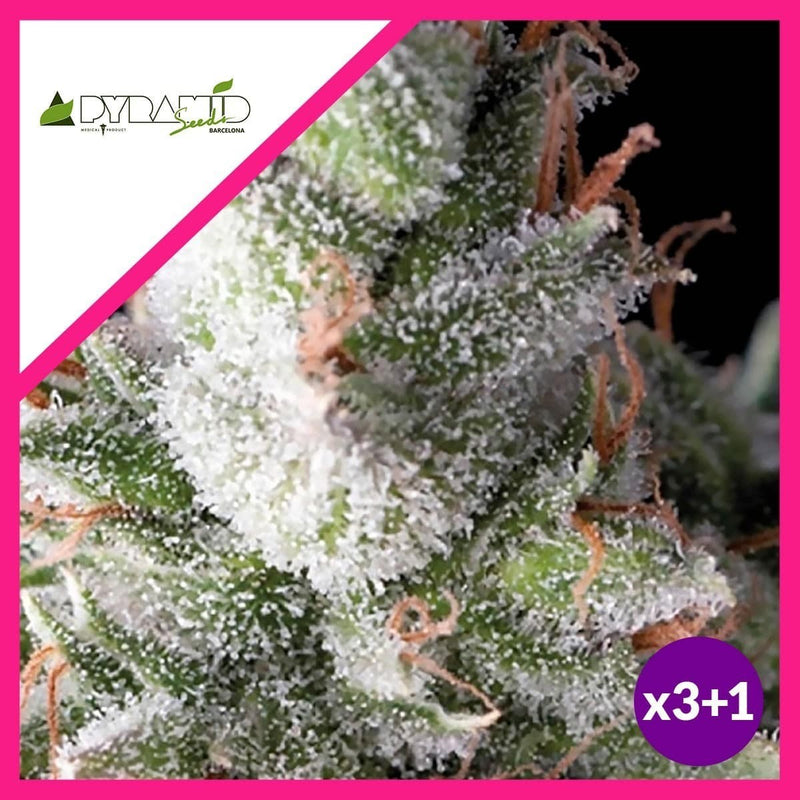 RAMSES FEM X3+1-PYRAMID SEEDS (DS)