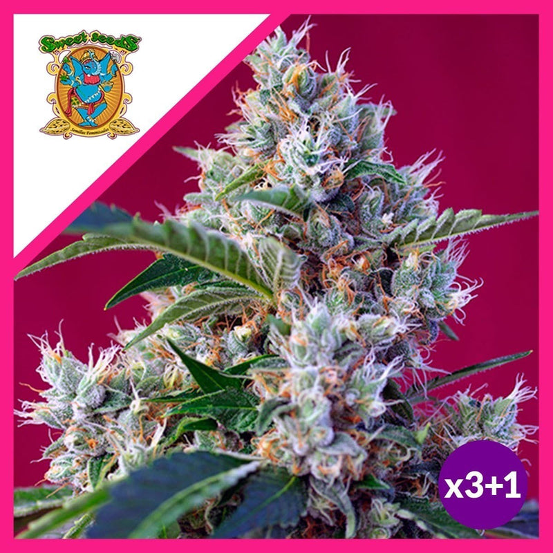 INDIGO BERRY KUSH  FEM X3+1-SWEET SEEDS (DS)
