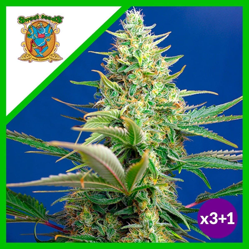 SWEET PURE CBD AUTO X3+1-SWEET SEEDS (DS)