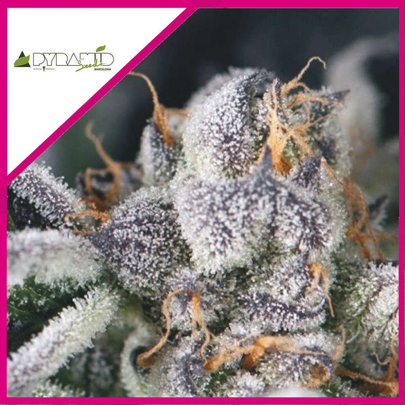 COOKIES USA FEM X3+1-PYRAMID SEEDS (DS)