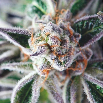 DO-SI-DOS FEM X3+1-PYRAMID SEEDS (DS)