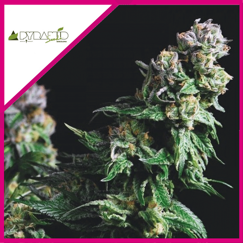 PURPLE URKLE FEM X3+1-PYRAMID SEEDS (DS)