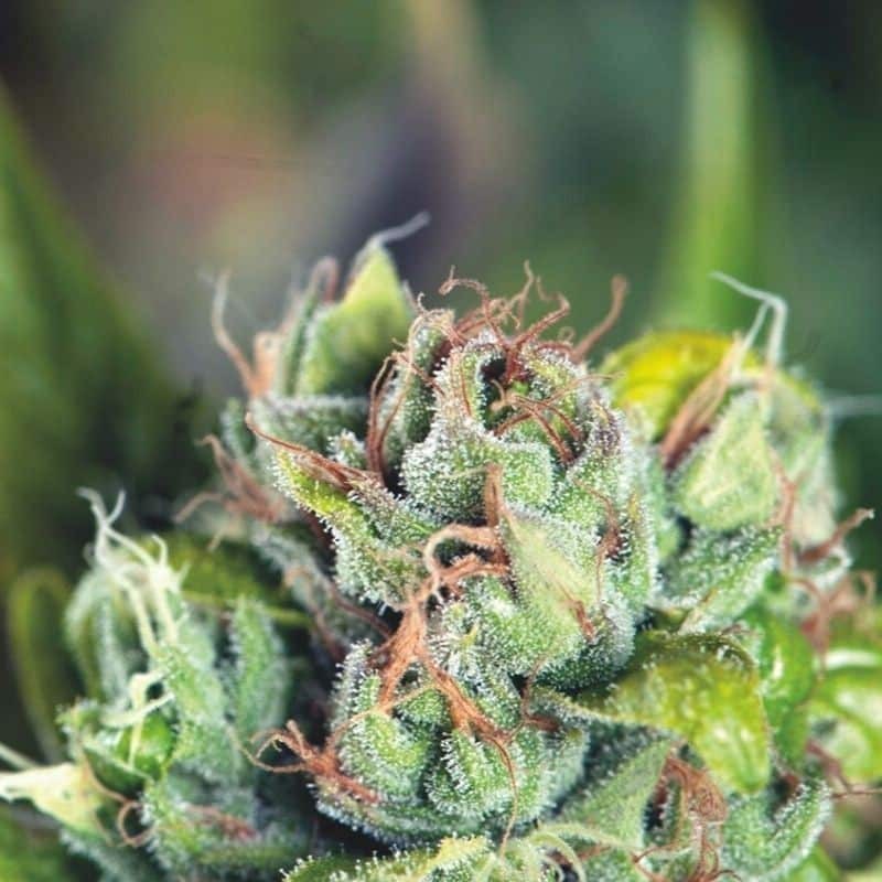 TAHOE CURE FEM X3+1-PYRAMID SEEDS (DS)